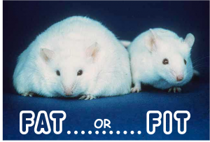 Diagnosing the mouse as Fat or Fit